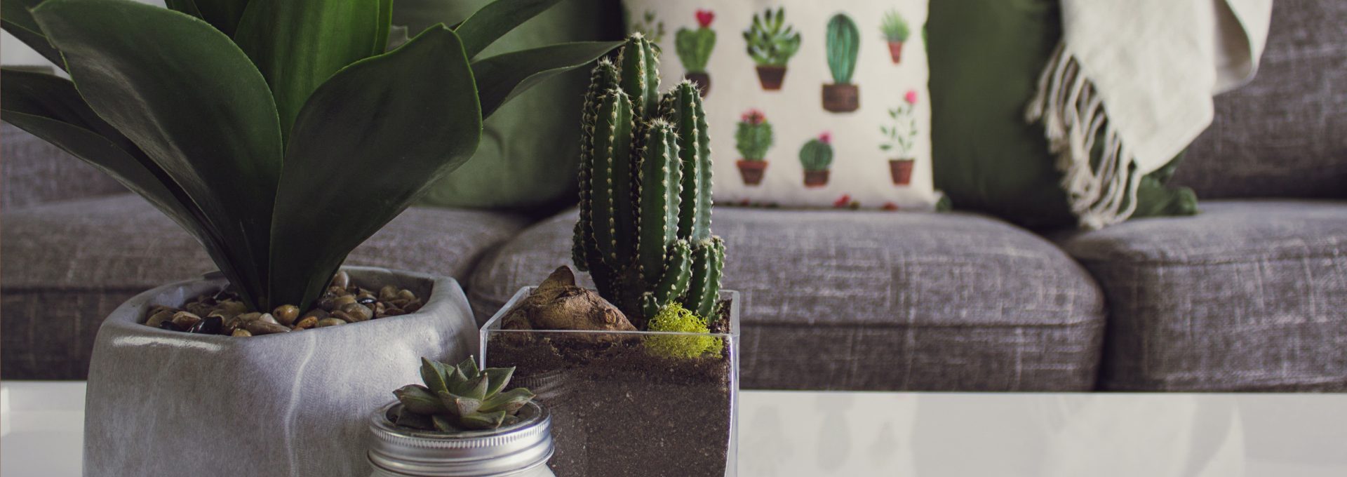 Cactus themed living room