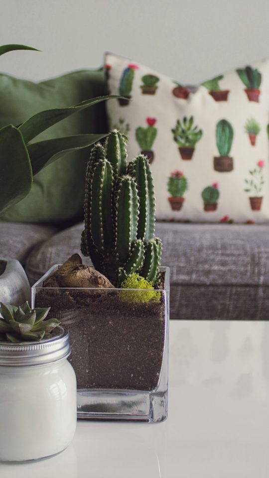 Cactus themed living room