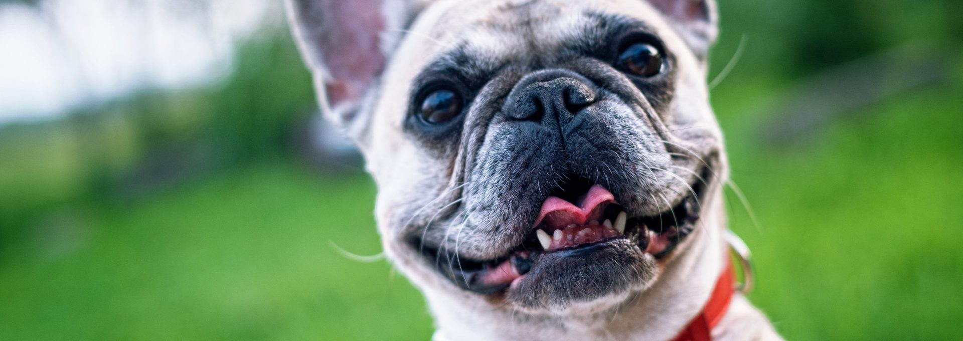 a french bulldog is looking over a fence at The Vista Del Sol Apartments