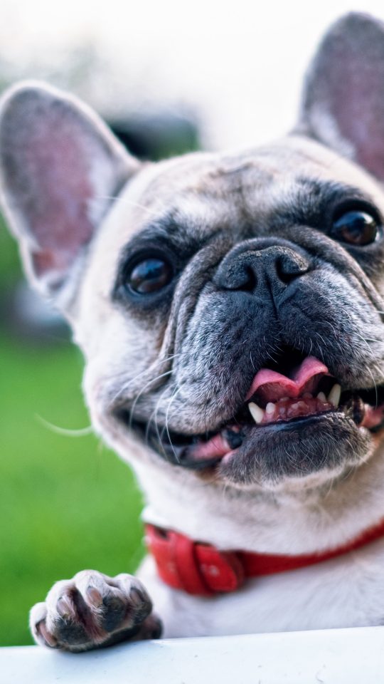 a french bulldog is looking over a fence at The Vista Del Sol Apartments